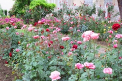 Istanbul, Rosen im Dolmabahce-Palast