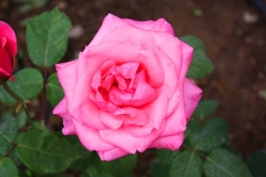 Istanbul, Rose im Dolmabahce-Palast