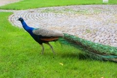 Istanbul, Blauer Pfau im Dolmabahce-Palast
