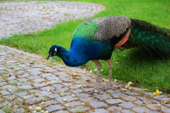 Istanbul, Blauer Pfau im Dolmabahce-Palast