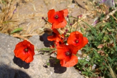 Istanbul, Mohn an der Theodosianischen Landmauer
