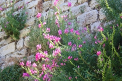 Istanbul, Blumen an der Theodosianischen Landmauer