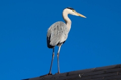Japan, Himeji, Koko-en-Garten, Reiher
