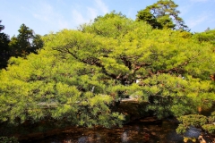 Japan, Kanazawa, Kenroku-en Garten
