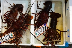 Japan, Kanazawa, Fischmarkt