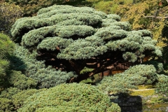 Japan, Kyoto, Garten des kaiserlichen Palastes