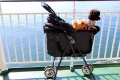 Japan, Mit der Fähre nach Miyajima, Schoßhunde im Hundebuggy