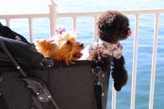Japan, Mit der Fähre nach Miyajima, Schoßhunde im Hundebuggy