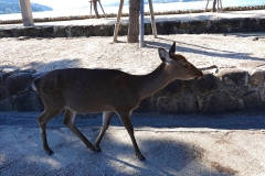 Japan, Miyajima, Sikahirsch