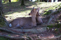 Japan, Nara, Nara-Park, Sikahirsche