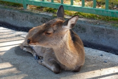Japan, Nara, Nara-Park, Sikahirsch
