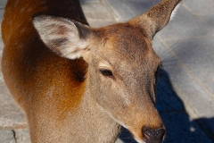 Japan, Nara, Nara-Park, Sikahirsch