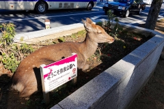 Japan, Nara, Nara-Park, Sikahirsch