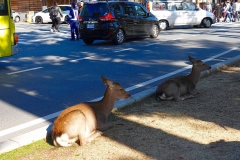 Japan, Nara, Nara-Park, Sikahirsche
