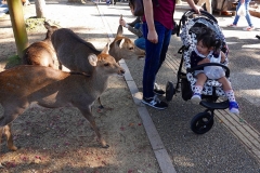 Japan, Nara, Nara-Park, Sikahirsche