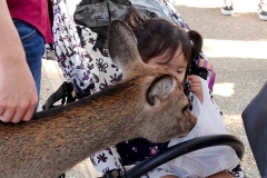 Japan, Nara, Nara-Park, Sikahirsch