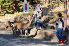 Japan, Nara, Nara-Park, Sikahirsche