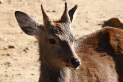 Japan, Nara, Nara-Park, Sikahirsch