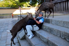 Japan, Nara, Nara-Park, Sikahirsche
