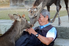 Japan, Nara, Nara-Park, Sikahirsche