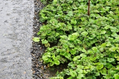 Japan, Hotaka, Wasabi-Pflanze