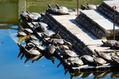 Japan, Osaka, Schildkröten am Shitenno-ji Tempel