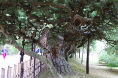 Japan, Takamatsu, Ritsurin-Koen Wandelgarten, Alte Kiefer