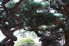 Japan, Takamatsu, Ritsurin-Koen Wandelgarten, Alte Kiefer