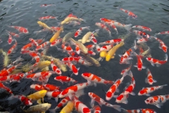 Japan, Takamatsu, Ritsurin-Koen Wandelgarten, Koi