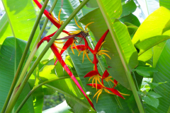 Java, Bogor, Botanischer Garten, Heliconie