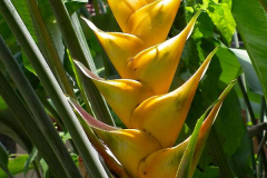Java, Bogor, Botanischer Garten