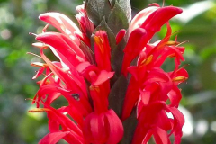 Java, Bogor, Botanischer Garten