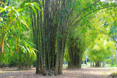 Java, Bogor, Botanischer Garten, Bambus