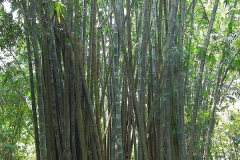 Java, Bogor, Botanischer Garten, Bambus