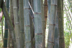 Java, Bogor, Botanischer Garten, Bambus