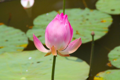 Java, Bogor, Botanischer Garten, Lotus