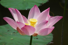 Java, Bogor, Botanischer Garten, Lotus