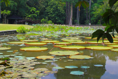 Java, Bogor, Botanischer Garten, Riesenseerosen