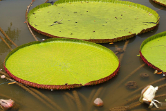 Java, Bogor, Botanischer Garten, Riesenseerosen