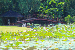 Java, Bogor, Botanischer Garten, Lotus