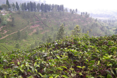Java, Puncak Hochland, Teepflanzen