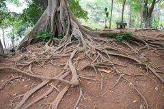 Java, Cangkuang-See, Ficus