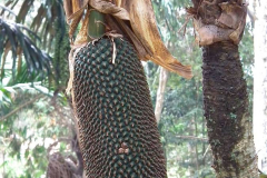 Java, Cangkuang-See, Schraubenbaum