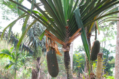 Java, Cangkuang-See, Schraubenbaum