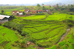 Java, Reisfelder