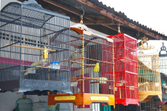 Java, Malang, Birds and Flower Market