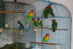 Java, Malang, Birds and Flower Market