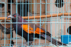 Java, Malang, Birds and Flower Market