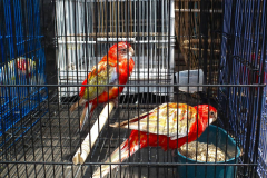 Java, Malang, Birds and Flower Market