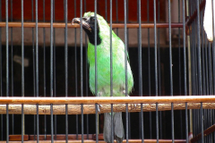 Java, Malang, Birds and Flower Market